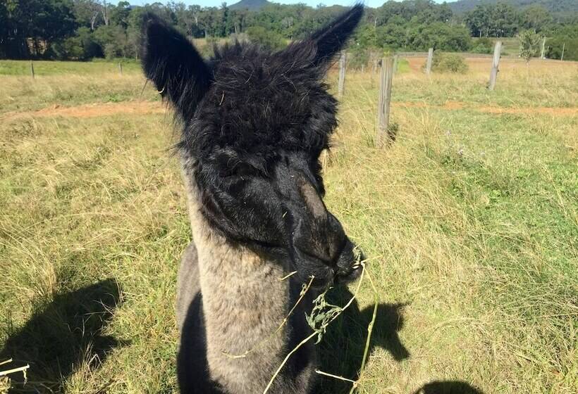 Blackwattle Farm B&b And Farm Stay