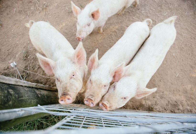 Blackwattle Farm B&b And Farm Stay