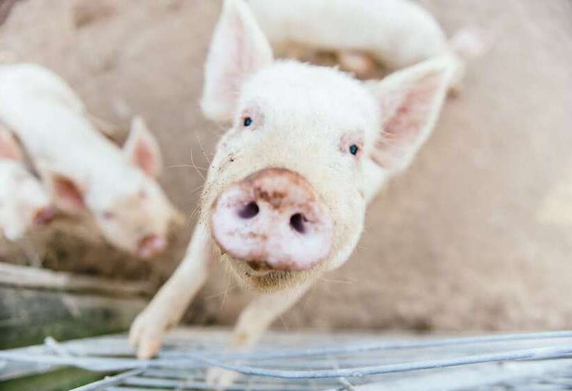 Blackwattle Farm B&b And Farm Stay