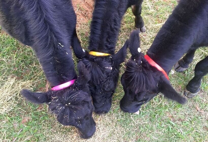 Blackwattle Farm B&b And Farm Stay