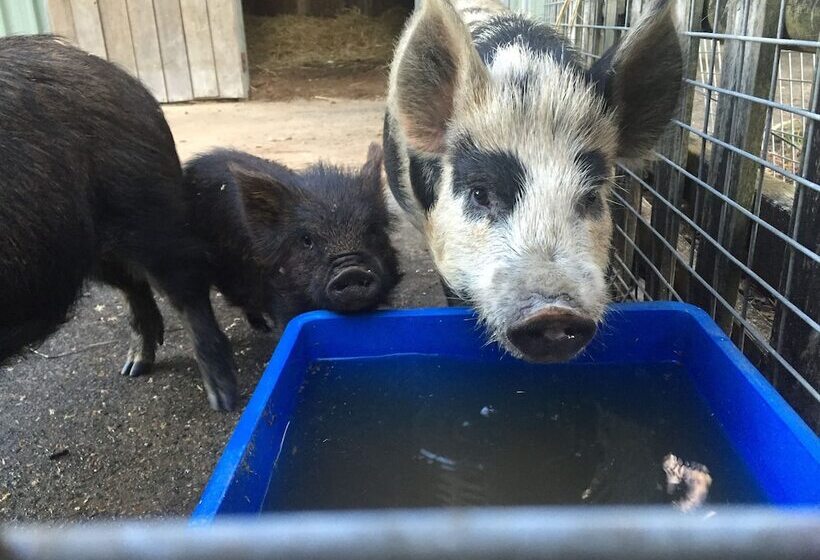 Blackwattle Farm B&b And Farm Stay