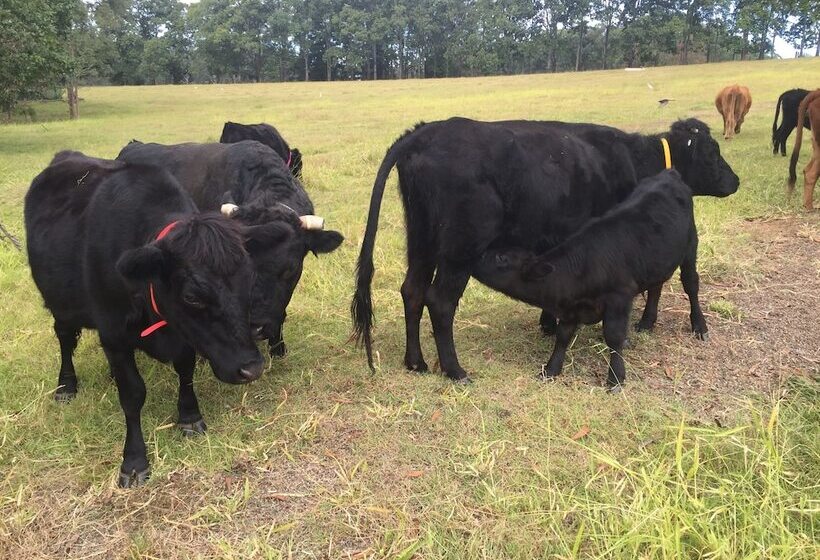 Blackwattle Farm B&b And Farm Stay