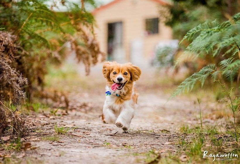 Countrywide Cottages