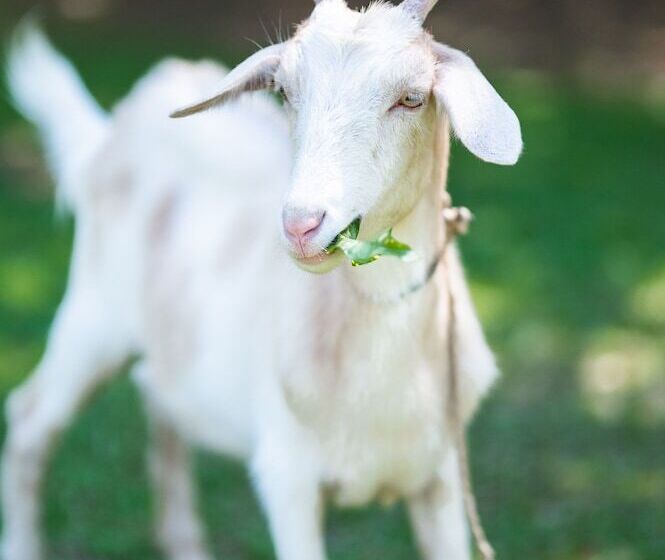 ホテル Costa Pacifica