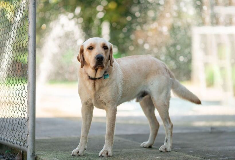 ホテル Costa Pacifica