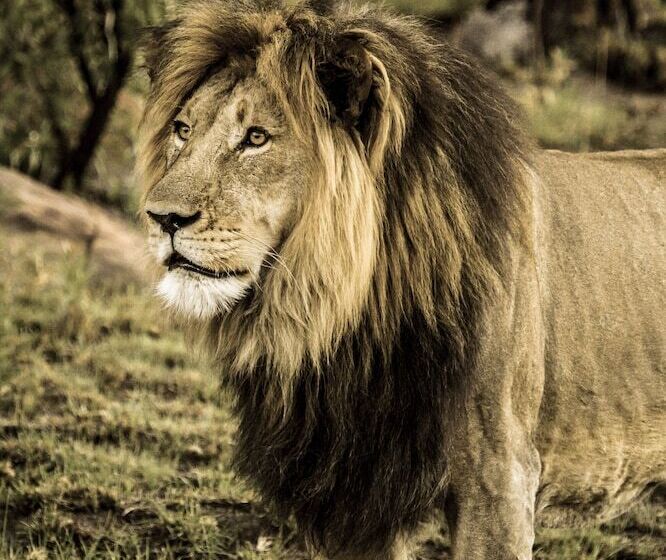 בית מלון כפרי Nedile Lodge