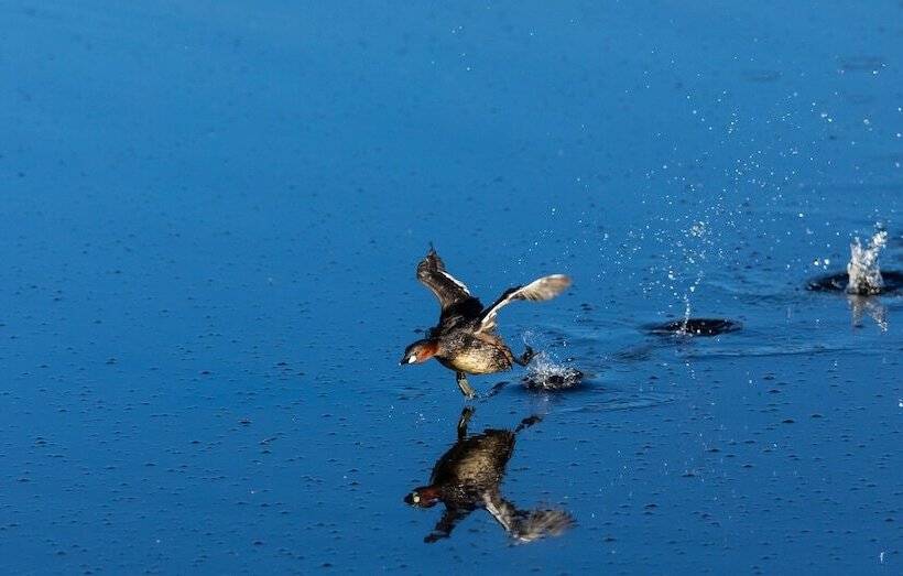 בית מלון כפרי Nedile Lodge