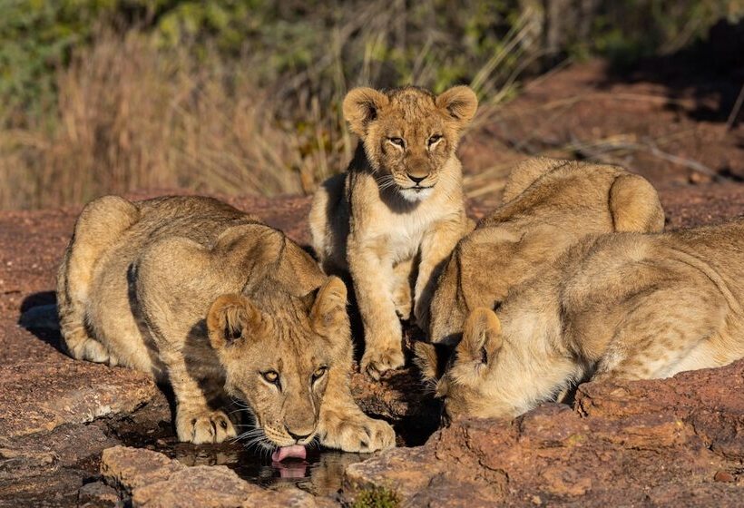 בית מלון כפרי Nedile Lodge