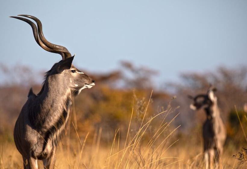 בית מלון כפרי Nedile Lodge