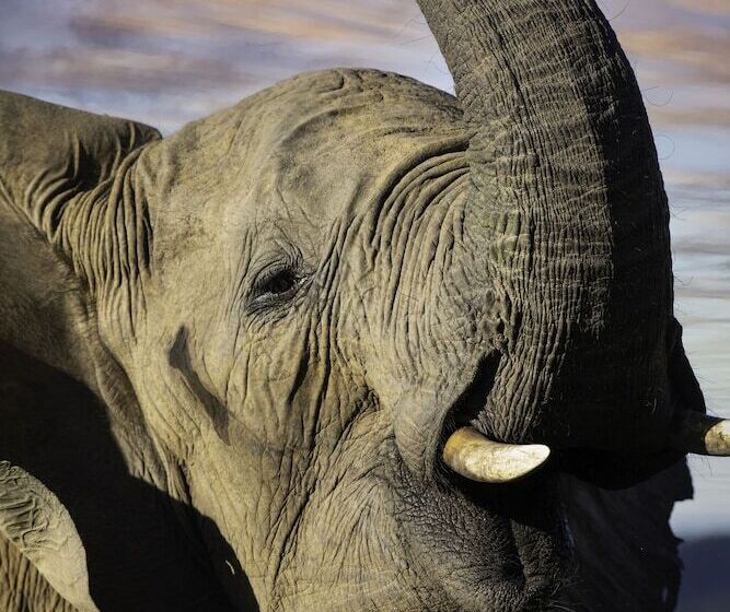 בית מלון כפרי Nedile Lodge