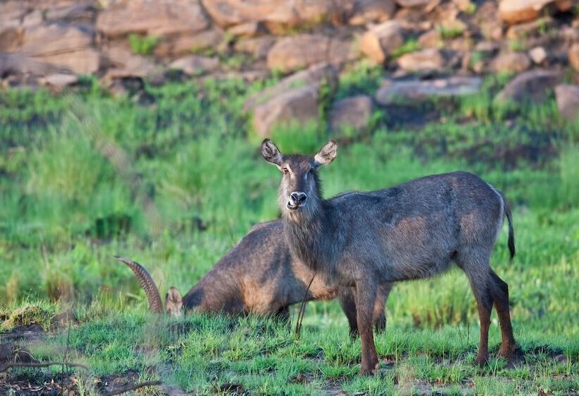 בית מלון כפרי Nedile Lodge