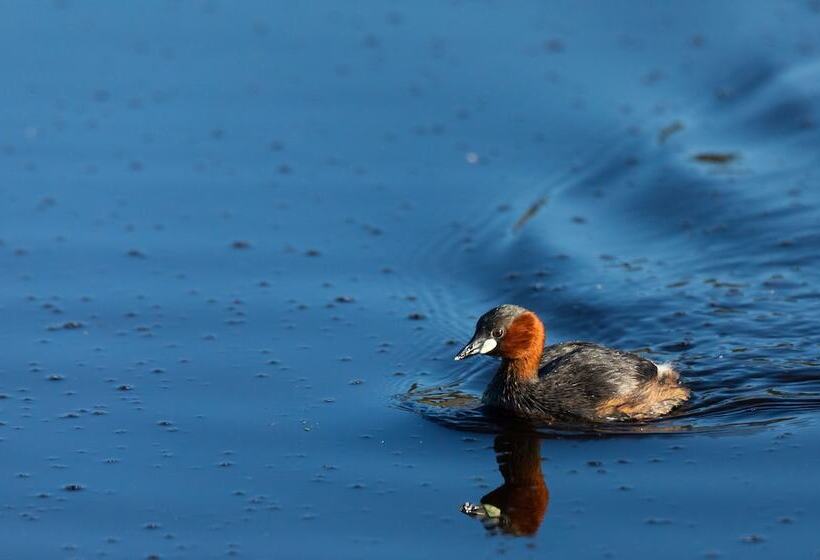 בית מלון כפרי Nedile Lodge