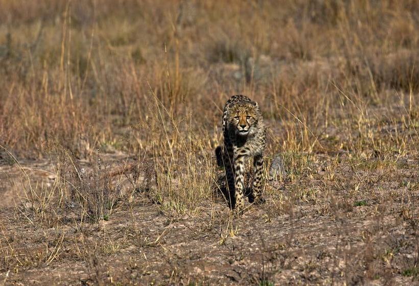 בית מלון כפרי Nedile Lodge