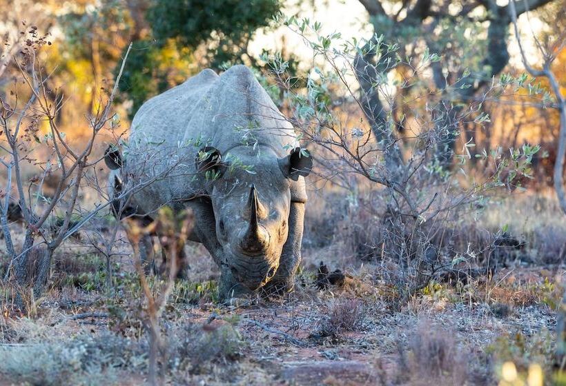 בית מלון כפרי Nedile Lodge