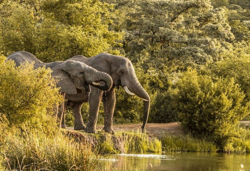 בית מלון כפרי Nedile Lodge