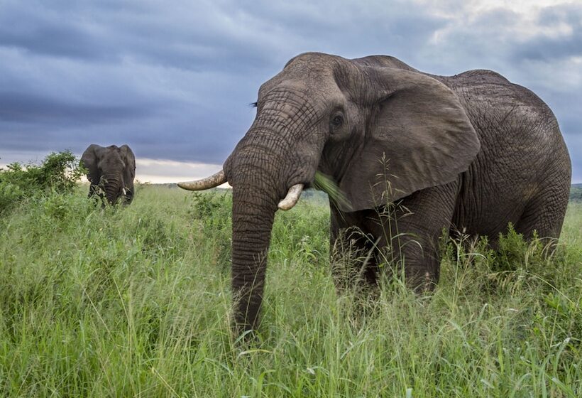 فندق African Spirit Game Lodge