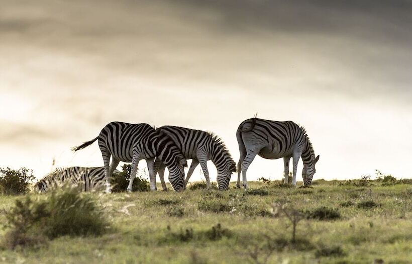 فندق African Spirit Game Lodge