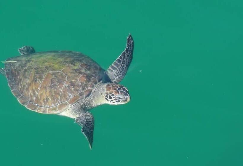 酒店 Pousada Cruzoé