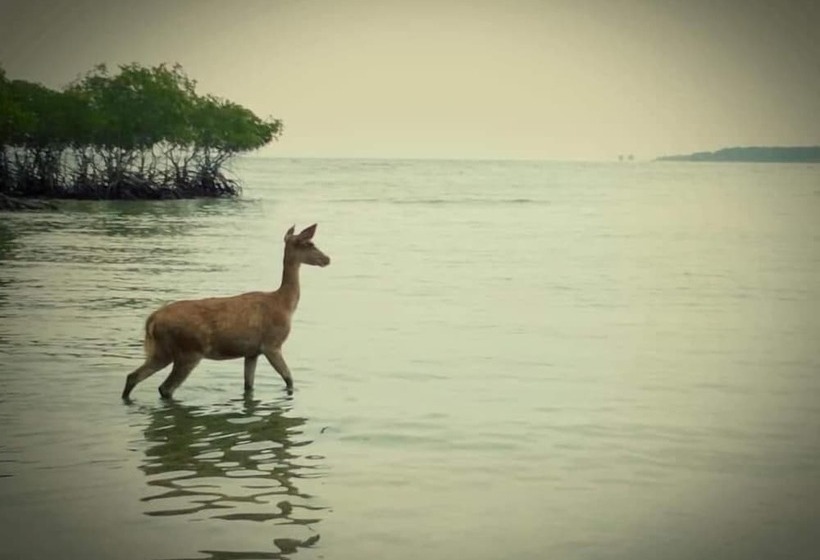 פנסיון Rare Angon Homestay