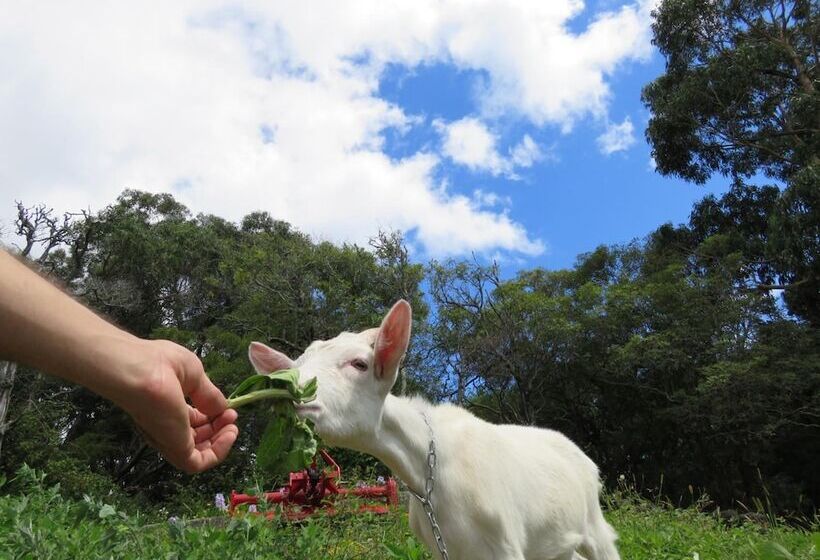 Сельский отель Make It Happen Farm