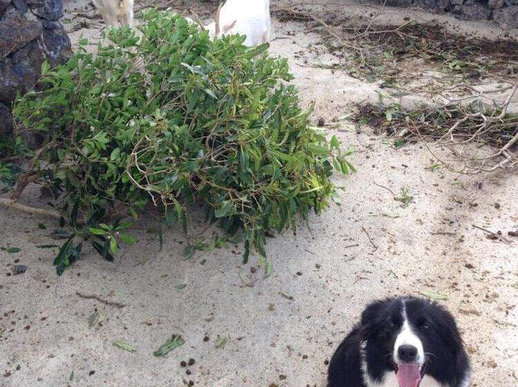 Сельский отель Make It Happen Farm