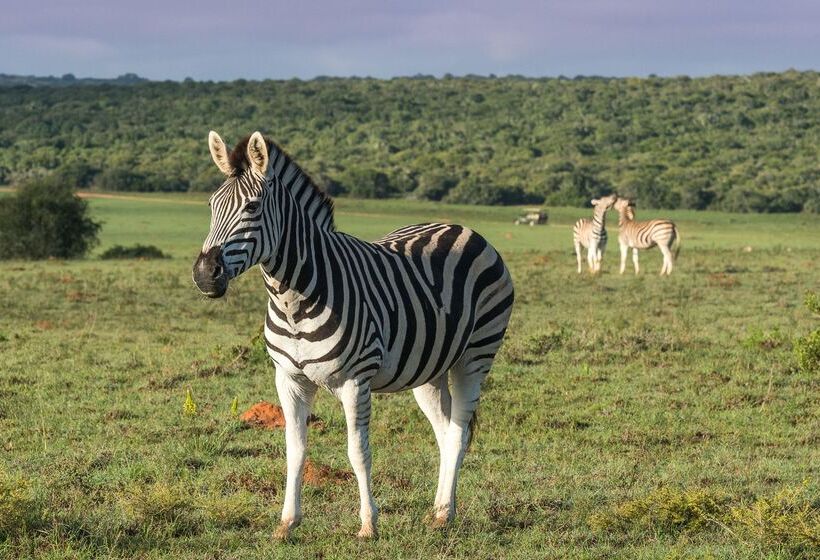 酒店 Shamwari Sindile