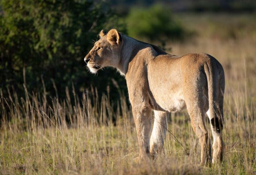 ホテル Shamwari Sindile