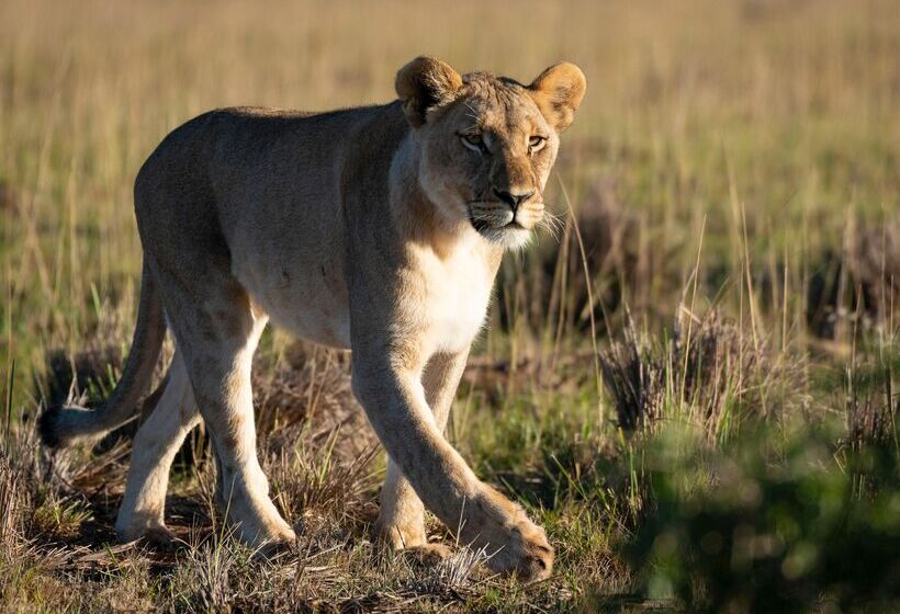 ホテル Shamwari Sindile