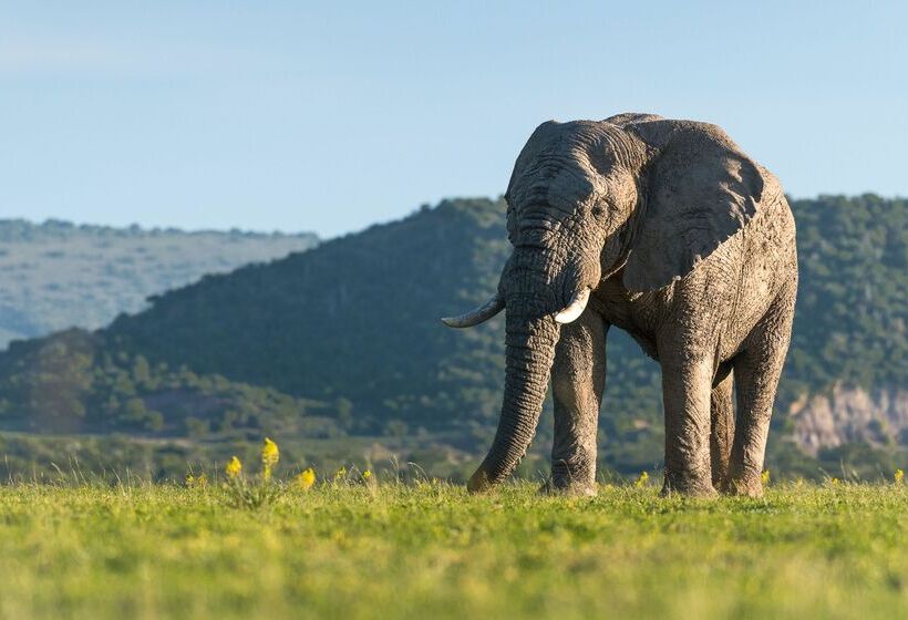 酒店 Shamwari Sindile