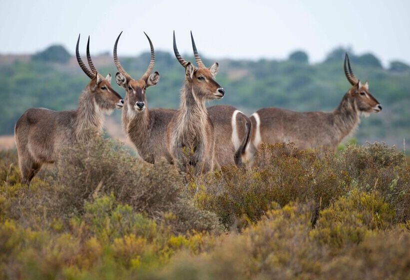 ホテル Shamwari Sindile