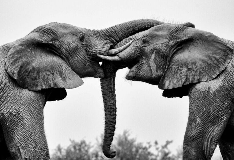 ホテル Shamwari Sindile