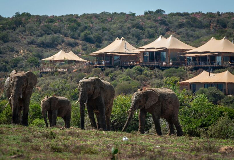 酒店 Shamwari Sindile