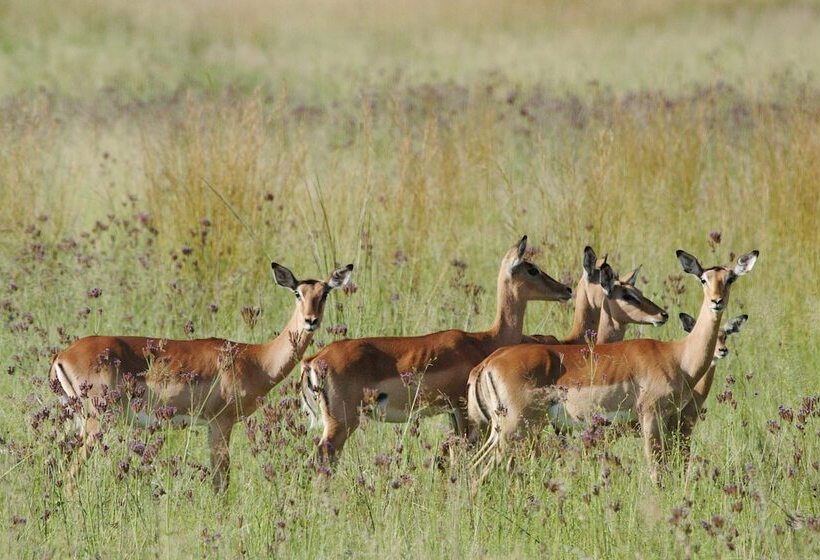 Отель Woodlands Game Lodge