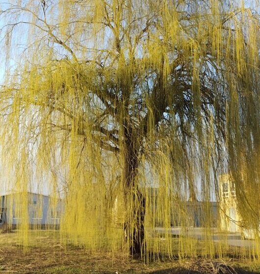 Ostello White Coral Club