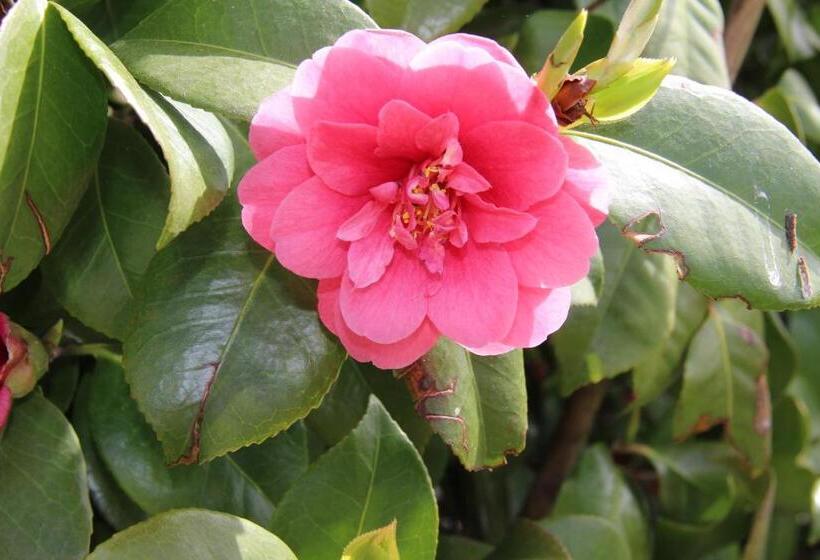 B&b Villa Branca Barreiros Al98139