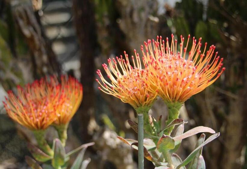 B&b Villa Branca Barreiros Al98139