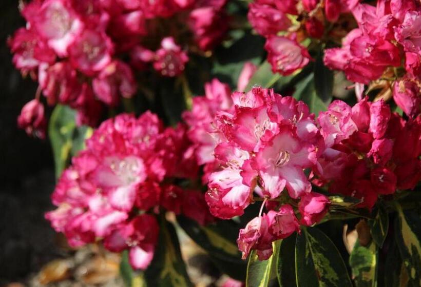 B&b Villa Branca Barreiros Al98139