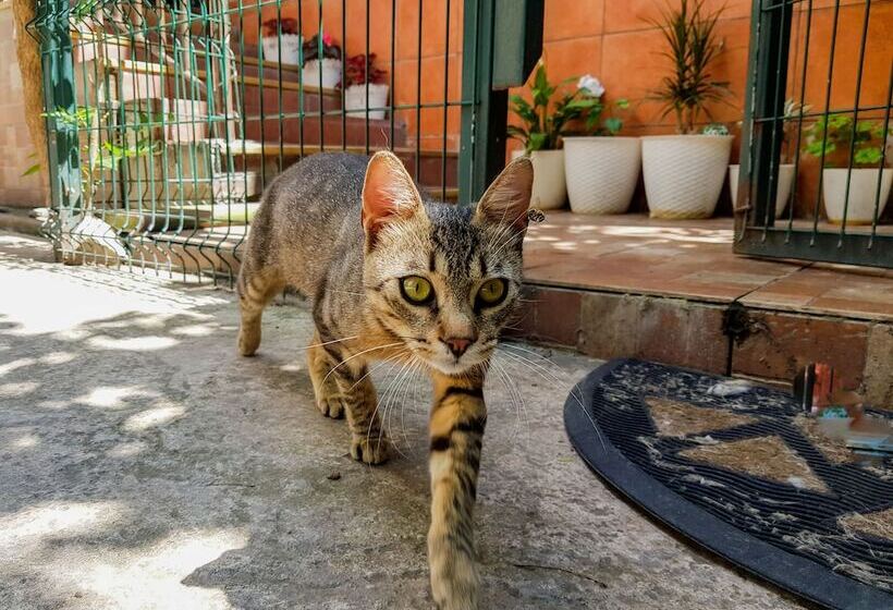 Nice & Cozy Apartments