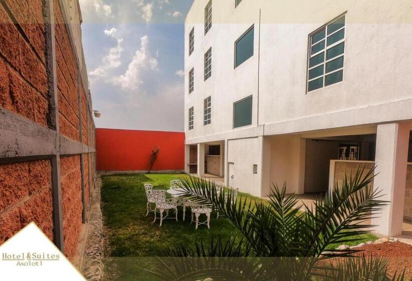 Y Suites Axolotl