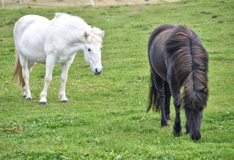 پانسیون Saltvík Farm Guesthouse