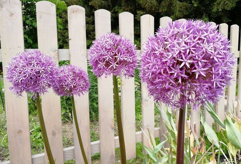 Отель Penzion Bílá Voda