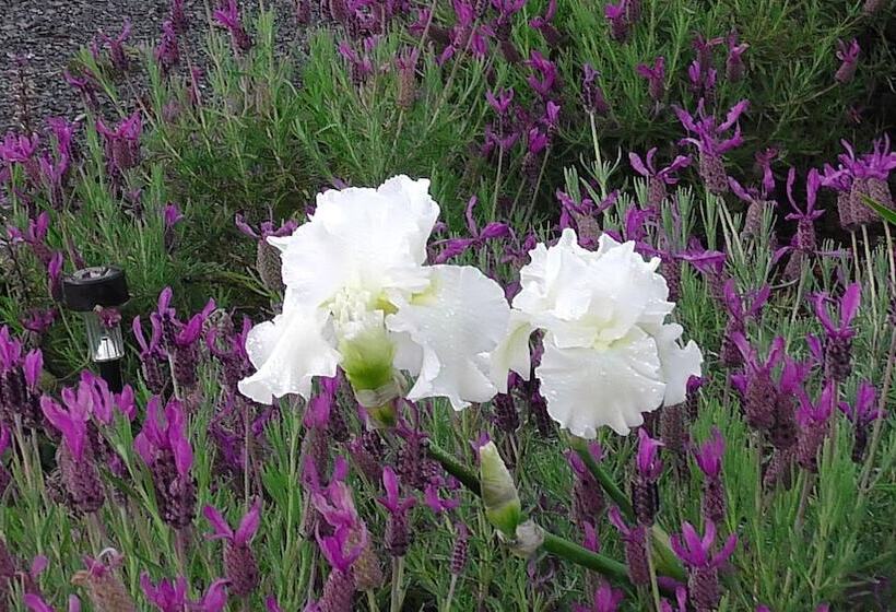 تختخواب و صبحانه Lavender Vale