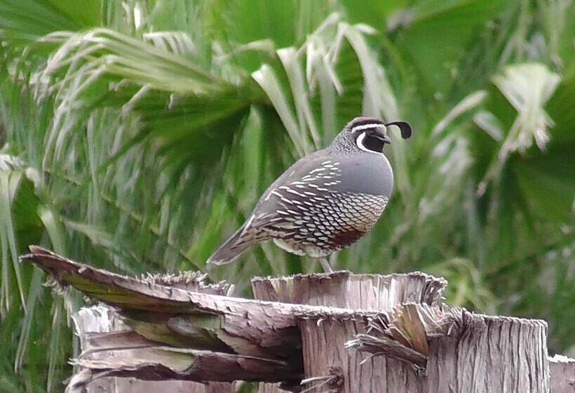 تختخواب و صبحانه Lavender Vale