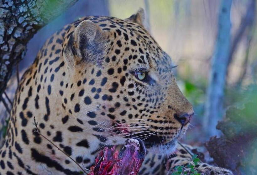 בית מלון כפרי Tangala Safari Camp