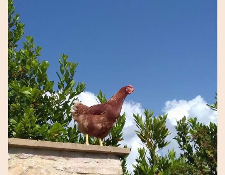 Agriturismo Monte Cologna