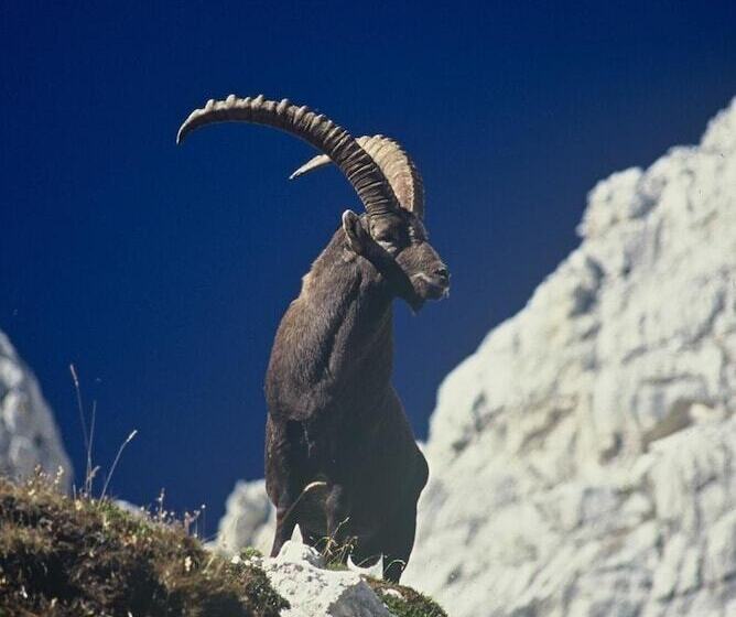 هاستل House Budkovič