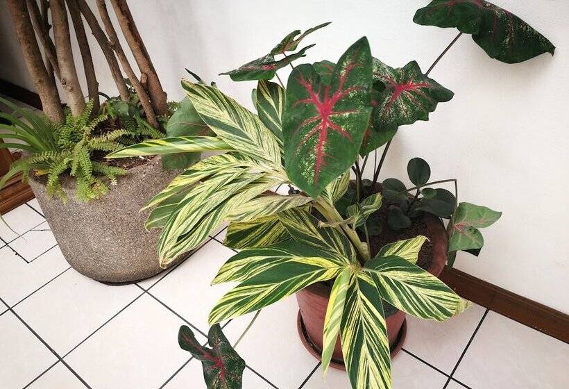 تختخواب و صبحانه Hojarascas