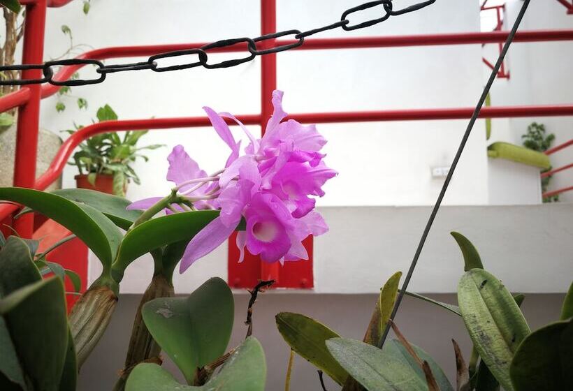 تختخواب و صبحانه Hojarascas