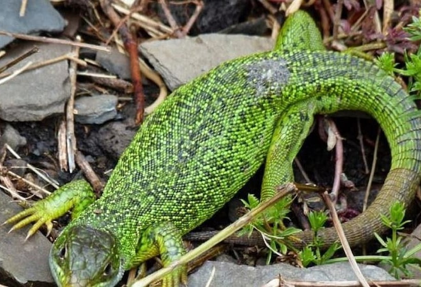 Ferienwohnung Haus Kotthoff