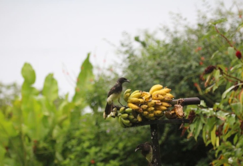 فندق Ceiba Tree Lodge